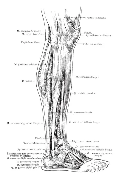 Questa Illustrazione Rappresenta Vista Laterale Dei Muscoli Superficiali Della Gamba — Vettoriale Stock