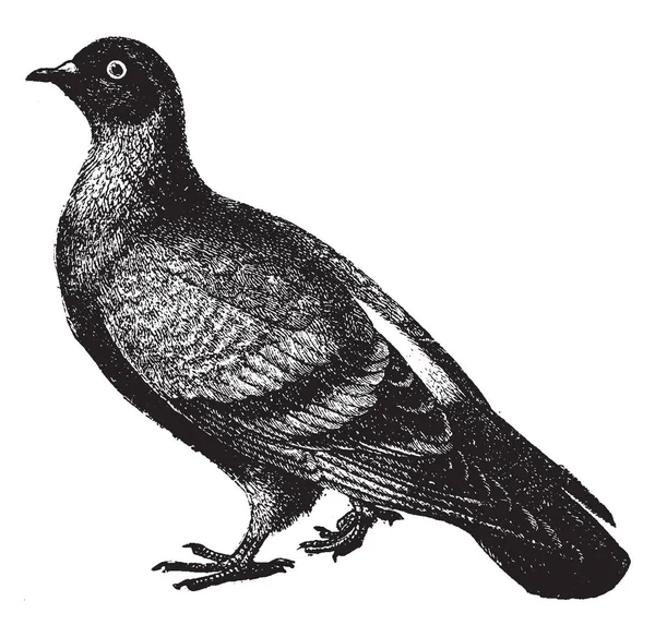 Blue Rock Dove Rock Pigeon Member Bird Family Columbidae Vintage — Stock Vector