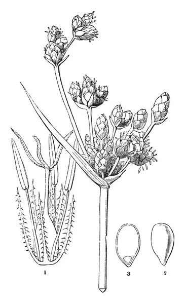 습지에서 식물은 또한으로 알려져 Cattail 빈티지 — 스톡 벡터