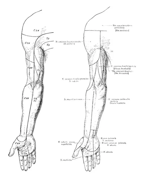 Denna Illustration Representerar Kutana Nerver Framsidan Armen Vintage Linje Ritning — Stock vektor