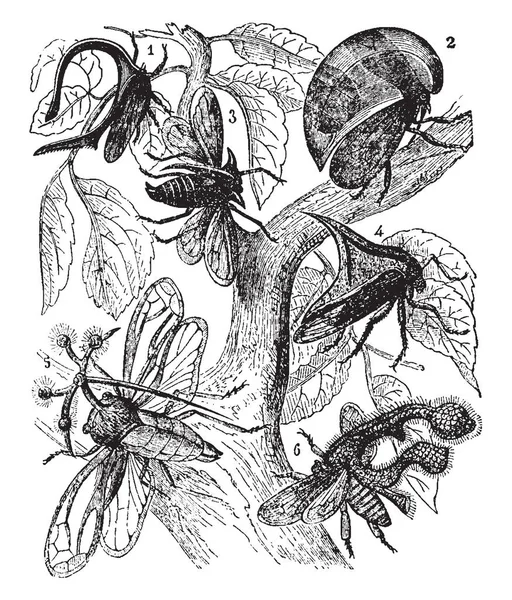 虫子是昆虫的一种顺序 由大约5万到80000种群体组成 复古线画或雕刻插图 — 图库矢量图片