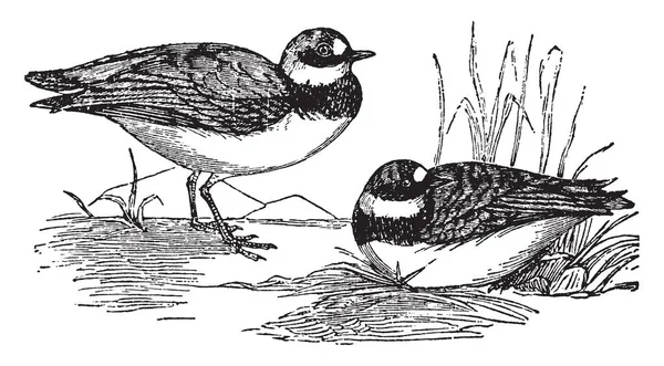 常见的 Dotterel 是一个小鸻在船的鸟类家庭 复古线画或雕刻插图 — 图库矢量图片
