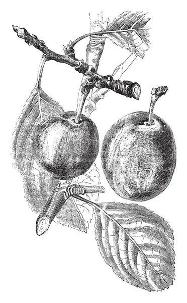 Ein Bild Das Einen Zweig Eines Lila Gage Pflaumenbaums Mit — Stockvektor