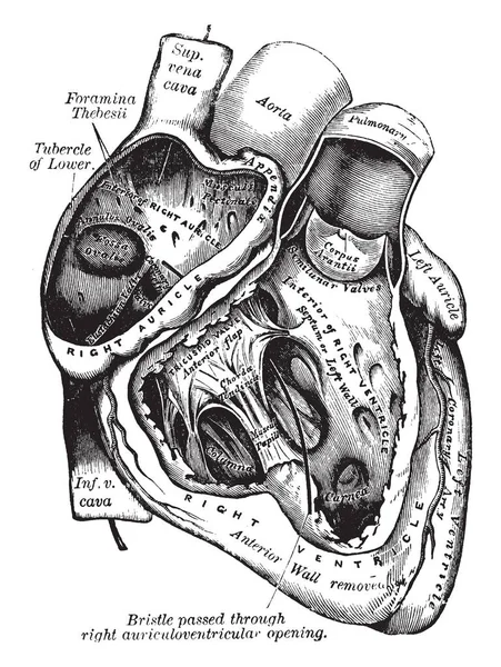 Dit Diagram Vertegenwoordigt Diverse Functie Van Hart Met Recht Oorschelp — Stockvector