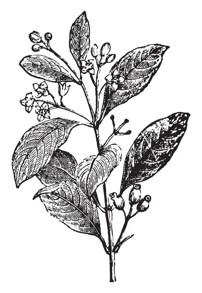 Hint sandal ağacı bitki bir resim. Cins Santalum ağaçlarda ormandan sınıfıdır. Ormanda ağır, sarı ve iyi ayarlanmış ve birçok diğer aromatik woods, vintage çizgi çizme veya illüstrasyon oyma.