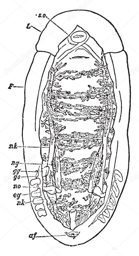 Dissection of the Renal Organs of a Chiton in which edge of the mantle not removed in the front part of the specimen, vintage line drawing or engraving illustration.