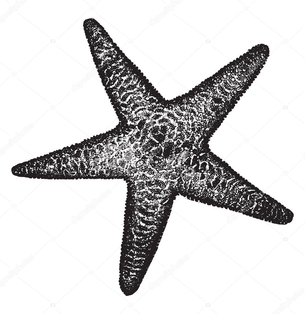 Spiny sea star commonly known as Marthasterias. It is native to the eastern Atlantic Ocean. These are fairly large starfish with a small central disc and five slender, vintage line drawing or engraving illustration.