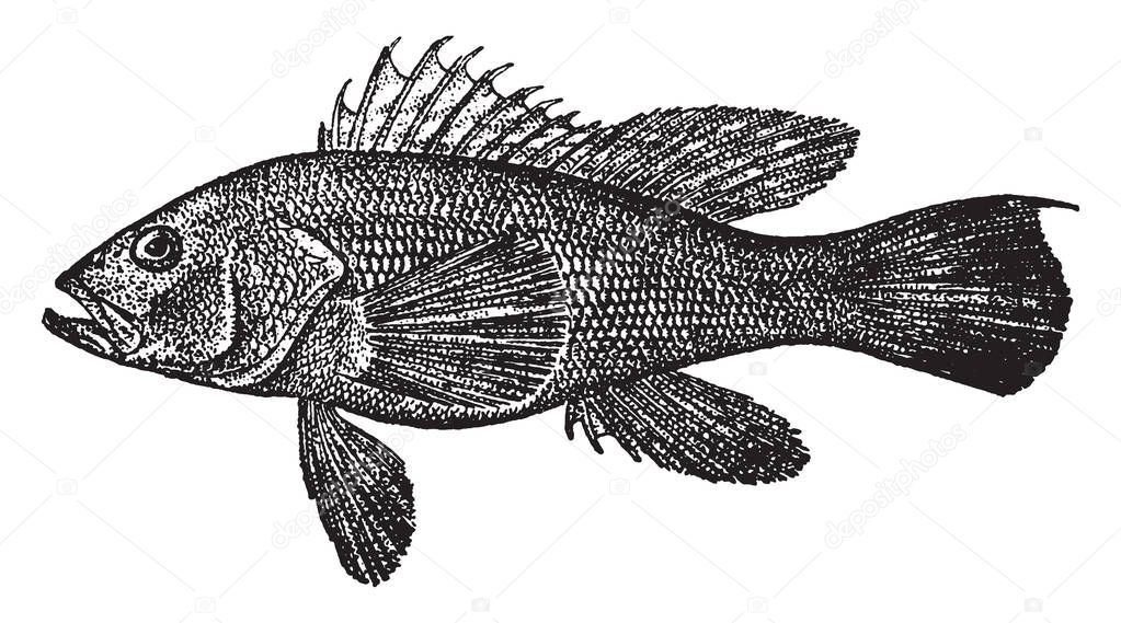 Black Sea Bass is a fish in the Grouper family native to New York, vintage line drawing or engraving illustration.