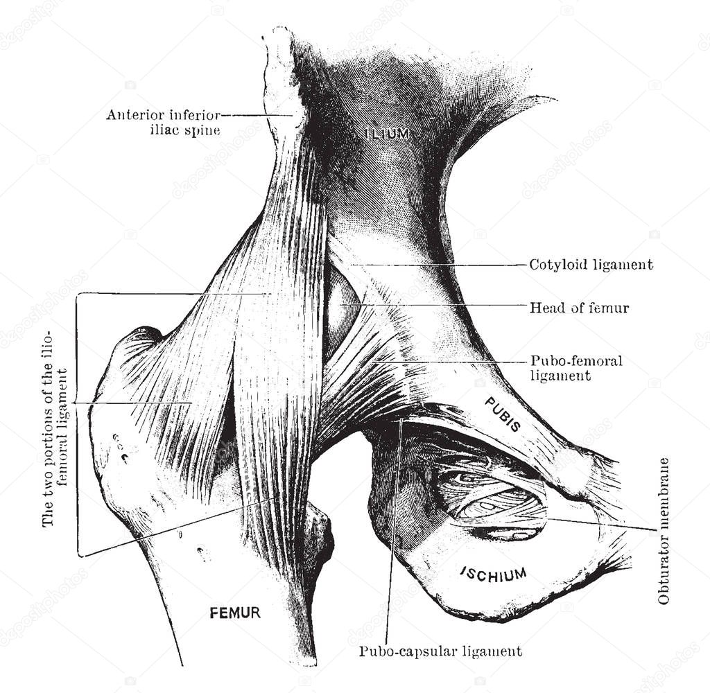 This illustration represents Dissection of Hip Joint From Front, vintage line drawing or engraving illustration.