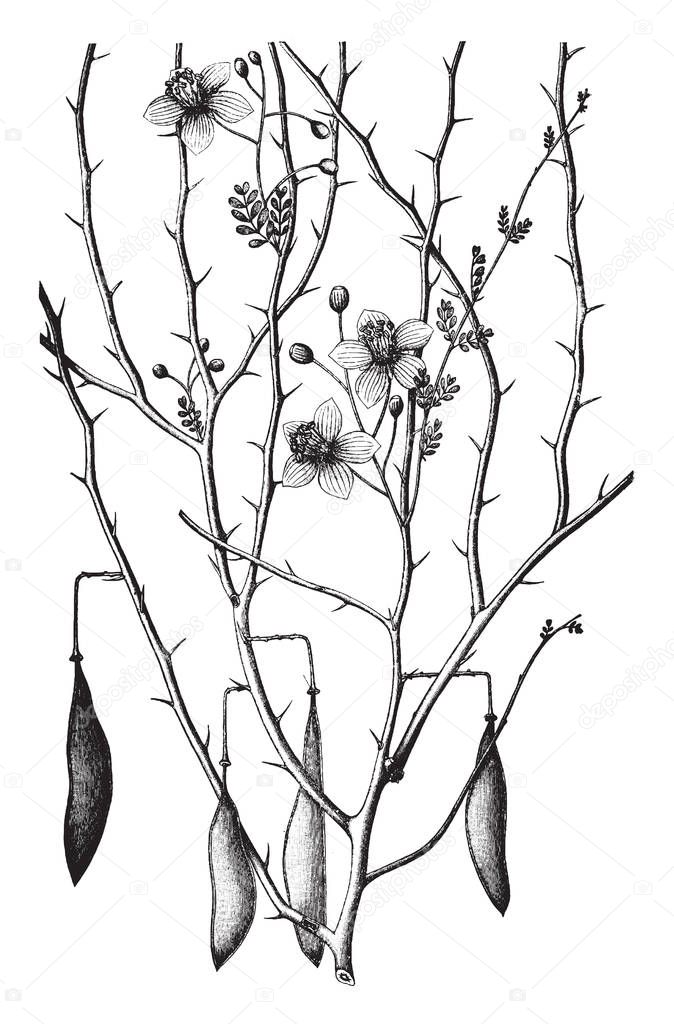 A picture showing a Palo verde. This is from Fabaceae family. The leaves are very small. Stems are thorny. The flowers are bright yellow, vintage line drawing or engraving illustration.