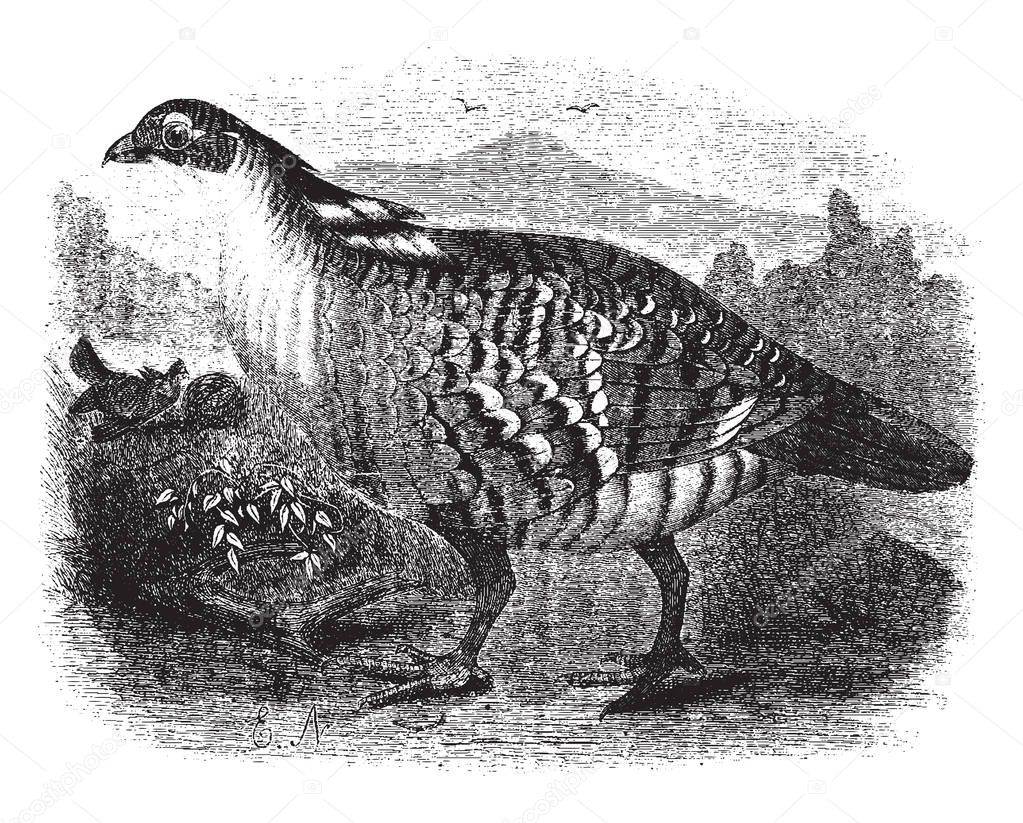 This image represents Pinnated grouse, vintage line drawing or engraving illustration.