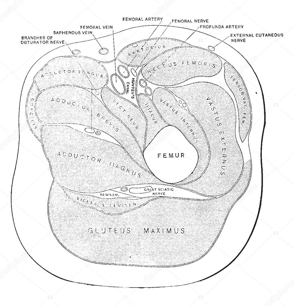 Transverse section of the thigh below the lesser trochanter, vintage line drawing or engraving illustration.