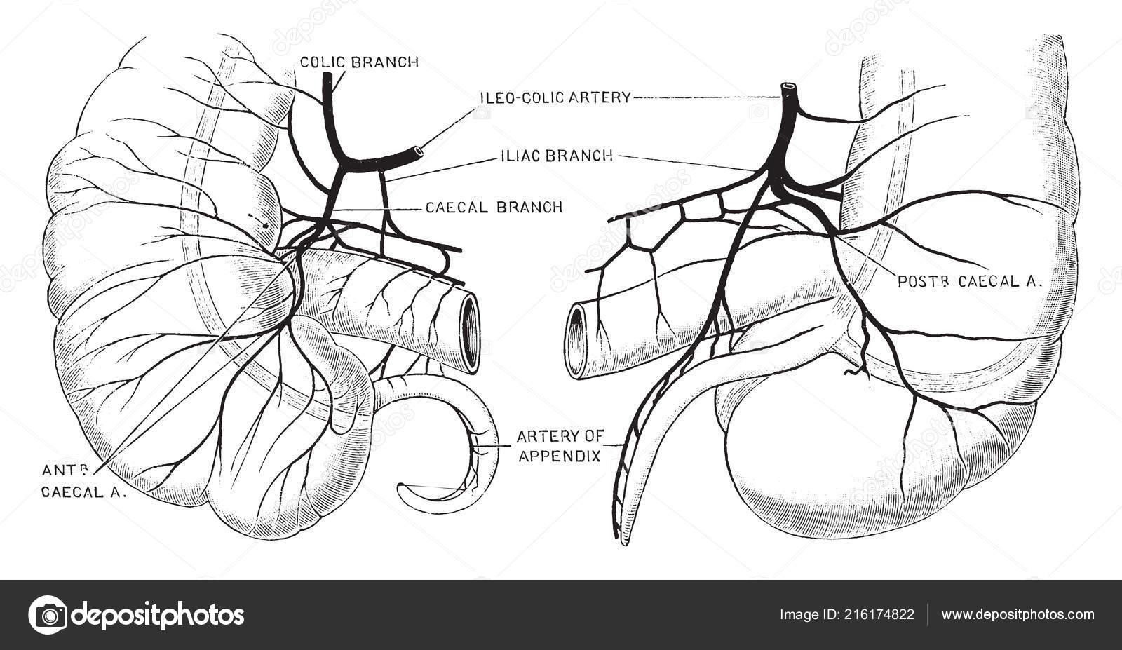Кровоснабжение червеобразного отростка схема. Кровоснабжение слепой кишки. Кровоснабжение слепой кишки. Кровоснабжение толстой кишки анатомия. Толстая кишка иннервация схема.