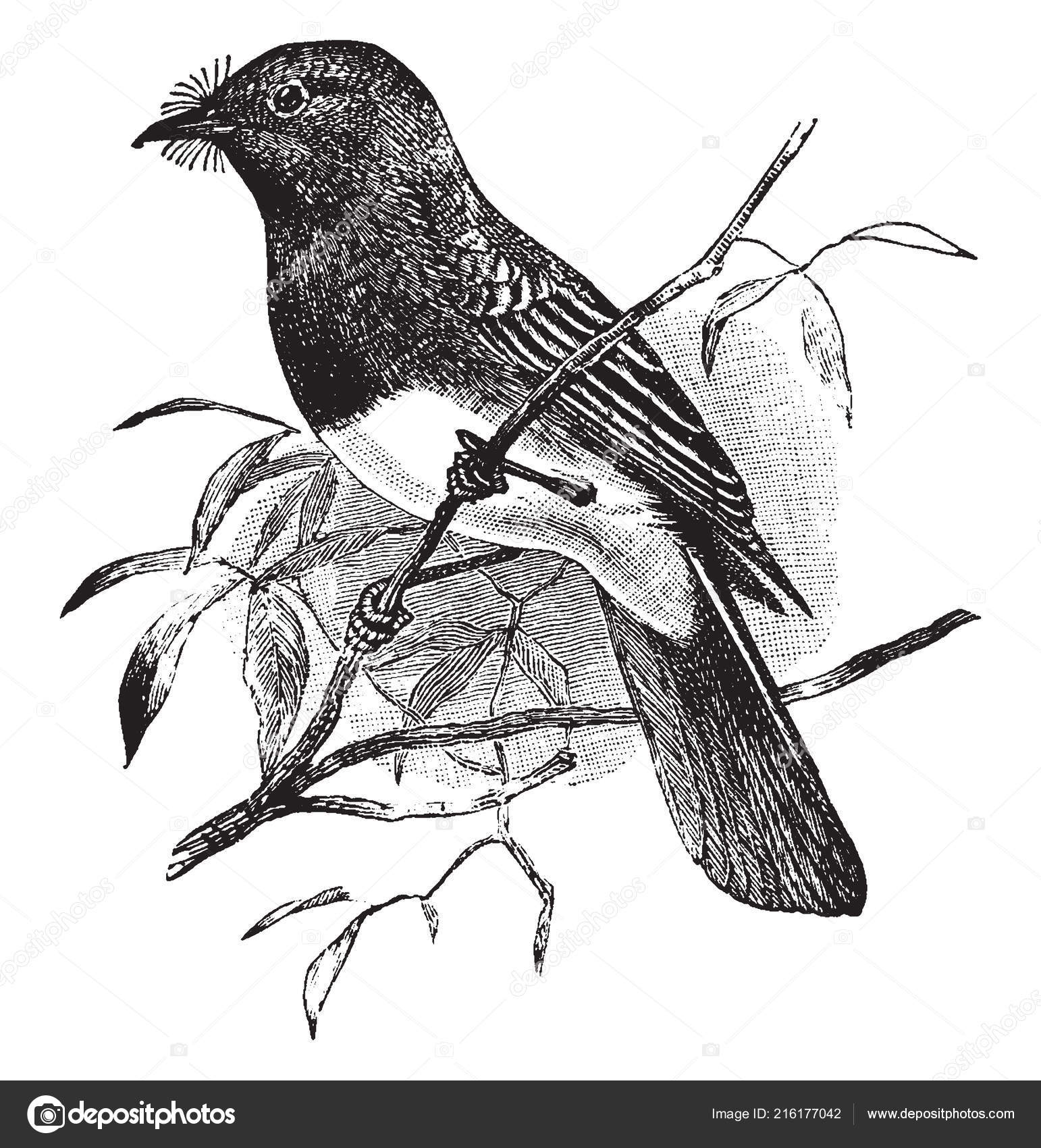 Phoebe Noir Est Petit Oiseau Famille Des Tyrannidae Vintage