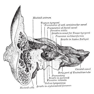 Bu resimde bölümü aracılığıyla Temporal kemik, vintage çizgi çizme veya oyma illüstrasyon temsil eder..