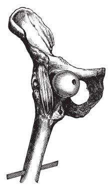 Bu resimde kalça çıkığı kasık kemikleri, vintage çizgi çizme veya oyma illüstrasyon sırasında temsil eder..