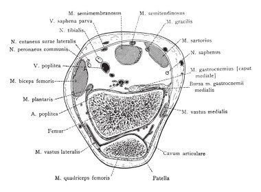 Bu resimde kesit ile Patella, vintage çizgi çizme veya oyma illüstrasyon temsil eder..
