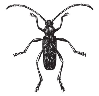 Larva veya yetişkin formları yemek ve tahta, vintage çizgi çizme veya oyma resimde yok woodboring böceği.