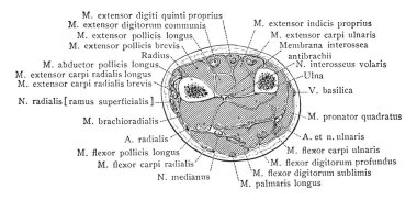 Bölüm üç santim styloid işlemi üzerinden doğru RADIUS, vintage çizgi çizme veya oyma illüstrasyon.