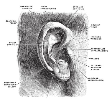 Bu şekilde dış kulak, vintage çizgi çizme veya oyma illüstrasyon temsil eder..