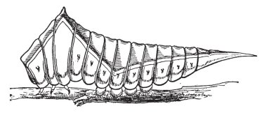 Puss Moth aile Notodontidae, vintage çizgi çizim veya gravür illüstrasyon bir lepidoptera olduğunu.