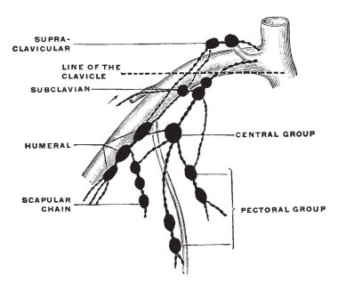 Bu resimde lenf nodu, üst ekstremite, vintage çizgi çizme veya oyma illüstrasyon temsil eder..