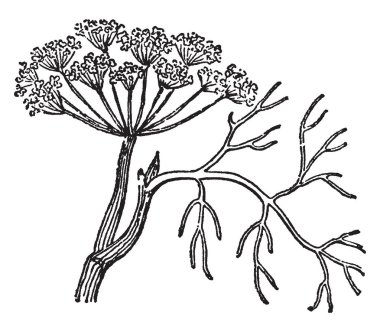 Dereotu gösteren bir resim. Kereviz aile Maydanozgiller yıllık bir bitkidir. Cins Anethum tek türdür. Yaygın olarak Avrasya'büyüyor. Çiçek çizim veya illüstrasyon oyma sarı, vintage hattına beyaz.