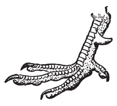 Bazı türler bacak üzerinde bulunan sülün dibinde bir teşvik, vintage çizgi çizme veya oyma illüstrasyon belirlenmiştir.