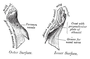 Bu örnekte iç yüzeyi, burun kemiği, vintage çizgi çizme veya oyma illüstrasyon temsil eder..