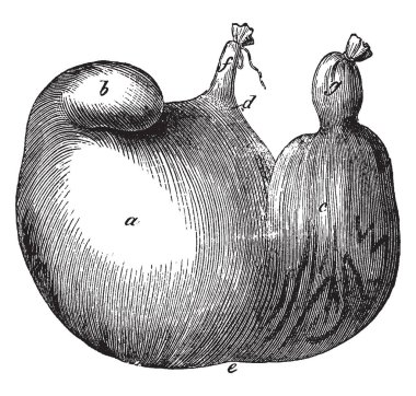 Bir domuz miden bir mide dört bölmeleri, vintage çizgi çizme veya oyma illüstrasyon kırık.