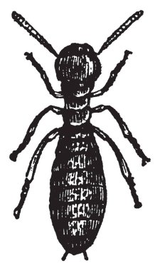 İşçi Termes keskin sapa saldıran zor cesetler, vintage çizgi çizme veya illüstrasyon oyma yeteneğine sahip nerede Lucifugus.