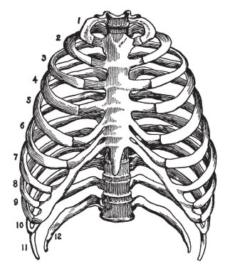 Bu örnekte toraks, vintage çizgi çizme veya oyma illüstrasyon iskelet temsil eder..