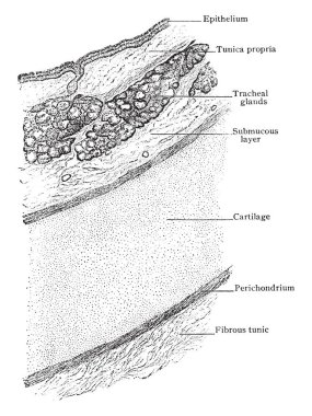 Bu resimde enine bölüm, trakea gösterilen düzenleme, duvarlar, vintage çizgi çizme veya oyma illüstrasyon temsil eder..