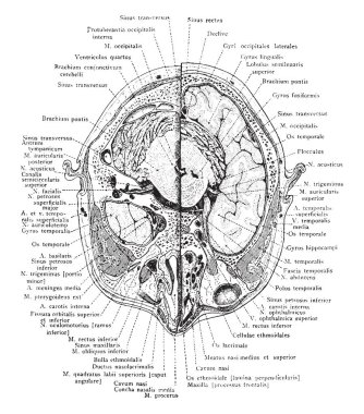 Yörünge, vintage çizgi çizme veya oyma illüstrasyon alt kısmı kafana bölümünü.