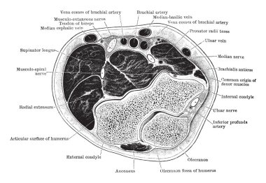 Dirsek, vintage çizgi çizme veya oyma illüstrasyon enine bölümü bend üzerinden.