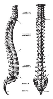 Bu resimde Lateral ve Vertebral sütunun, vintage çizgi çizme veya oyma illüstrasyon Dorsal görünümü temsil eder.