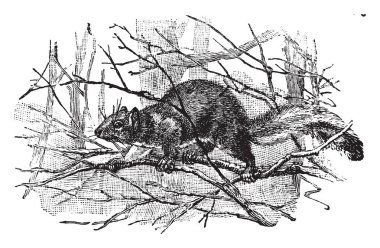 Doğu gri sincap Doğu Amerika Birleşik Devletleri, vintage çizgi çizme veya oyma illüstrasyon için yerel bir ağaç sincap olduğunu.