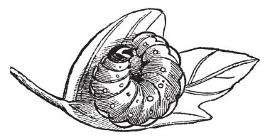 Larva, Acronycta Aceris alınan dışarı-in onun Koza Koza, vintage çizgi çizme veya oyma illüstrasyon güçlendirmek için kendi saç kullanır.