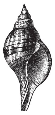 Tulip salyangoz kabuğunun bir gastropod laleler ve iğler, vintage çizgi çizme veya oyma illüstrasyon Fasciolariidae ailesinin olduğunu.