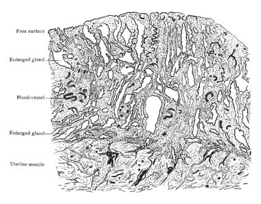 Bu diyagram rahim zarı dördüncü ay gebelik, vintage çizgi çizme veya oyma illüstrasyon temsil eder..
