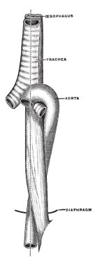 Bu diyagram yemek borusu, trakea ve aort bebek, vintage çizgi çizme veya oyma illüstrasyon temsil eder.