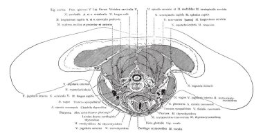 Bölümü üzerinden boyun omuz, vintage çizgi çizme ya da oyma illüstrasyon hemen üstünde.