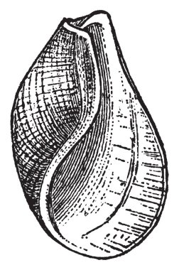 Scaphander gastropodlar Scaphandridae Aile, vintage çizgi çizme veya oyma illüstrasyon familyasından bir.