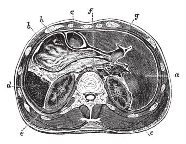 Bu diyagram yatay bölümü üzerinden karın, vintage çizgi çizme veya oyma illüstrasyon üst kısmını temsil eder..