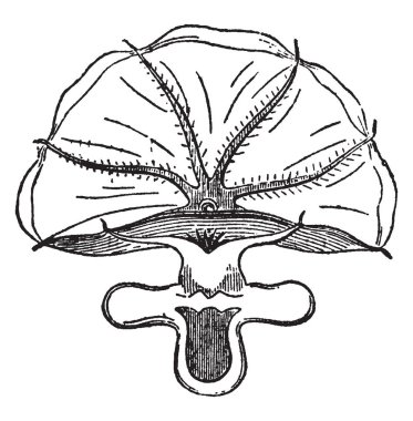 Kollar tamamen onların bütün ölçüde ince zar, vintage çizgi çizme veya oyma illüstrasyon tarafından Birleşmiş Cirrhoteuthis Mulleri olduğunu.