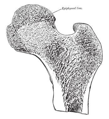 Bu resimde boyuna bölüm, kafa, kalça kemiği, vintage çizgi çizme veya oyma illüstrasyon temsil eder..