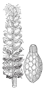 Schizaea Polypodiaceae, vintage çizgi çizme veya oyma illüstrasyon ailesindeki ferns küçük bir cinsidir.