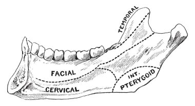 Bu resimde alanları, alt çene, vintage çizgi çizme veya oyma illüstrasyon temsil eder..