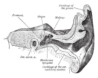 Bu resimde işitme kanal ve ortakulak, vintage çizgi çizme veya oyma illüstrasyon temsil eder.