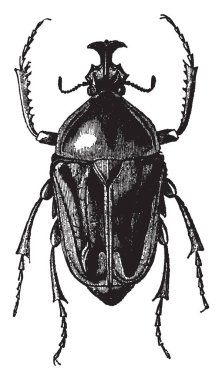 Goliathus Derbyana yaşamak skins ve eti kurutulmuş hayvan, vintage çizgi çizme veya oyma illüstrasyon.